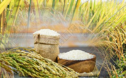 泰国水稻白在碗上和麻袋生茉米大谷物并有稻田种植地背景农产品耳用于